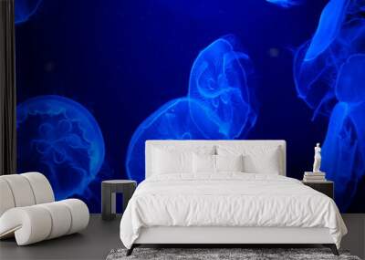 jellyfish on blue background in water Wall mural