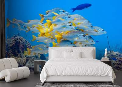 Large school of Schoolmaster Snapper in the crystal clear waters of the Turks and Caicos islands. Wall mural