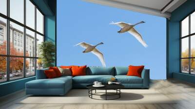 Two large white mute swans (Cygnus olor) fly overhead against a blue sky Wall mural