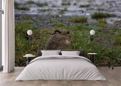 Hare in the grass Wall mural