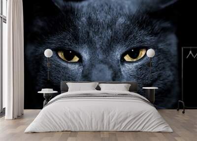  mean looking cat Wall mural