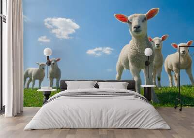 curious lambs in spring Wall mural