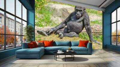 cute baby gorilla Wall mural