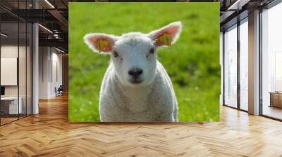 cute lamb in spring Wall mural