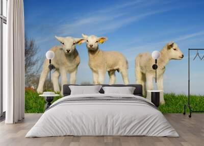 cute lambs in spring Wall mural