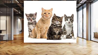 American Polydactyl kitten, European cat, kitten domestic cat, S Wall mural