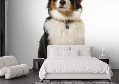 Australian shepherd sitting against white background Wall mural