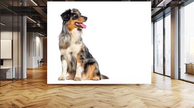 Blue merle australian shepherd dog sitting, panting, looking happy and looking away, isolated on white Wall mural