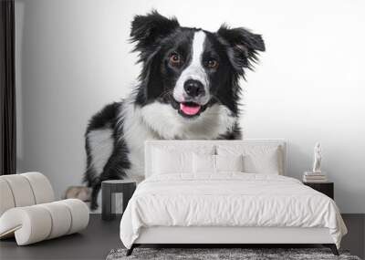 border collie panting, lying down, isolated on white Wall mural