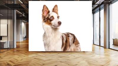 Brown and white Cross breed dog with a border collie standing and looking away from the camera Wall mural