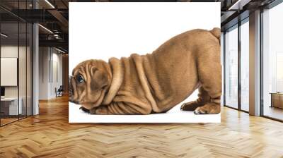 Bulldog puppy, isolated on white Wall mural