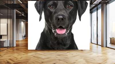 Close-up of a Happy panting black Labrador dog looking at the camera, Isolated on white, Remastered Wall mural