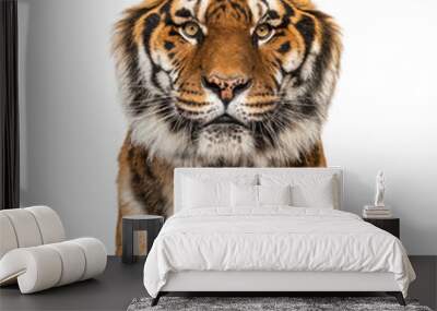 Close-up on a male tiger facing at the camera, big cat, isolated on white Wall mural