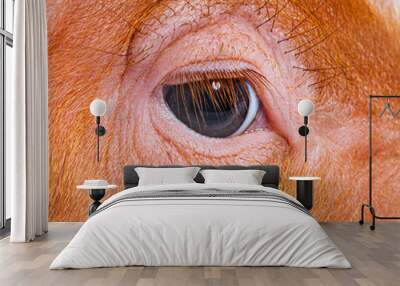 Close-up on a young pig eye and eyelashes (mixedbreed), isolated Wall mural