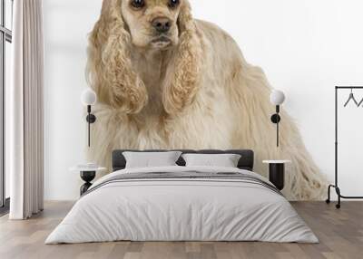 Cocker Spaniel Breed in front of a white background Wall mural