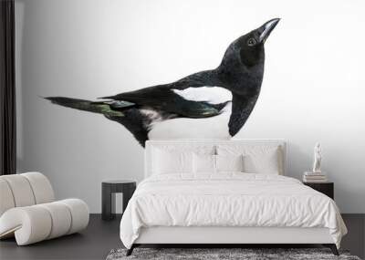 Common Magpie, Pica pica, in front of white background Wall mural