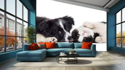 Crossbreed dog and cat, lying together, isolated on white Wall mural