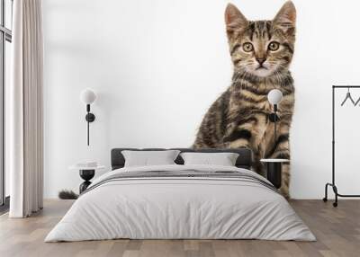 European cat sitting , isolated on white Wall mural