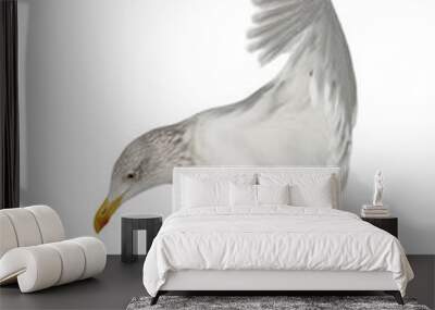 European Herring Gull, Larus argentatus, 4 years old, flying Wall mural