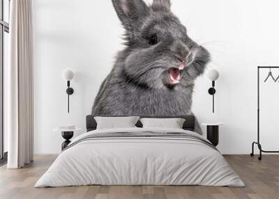 Expressive Grey young rabbit standing in front, isolated, making a face Wall mural