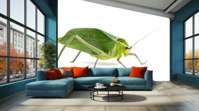 Giant katydid, Stilpnochlora couloniana, isolated on white Wall mural