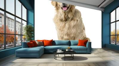 golden retriever sitting in front of a white background Wall mural