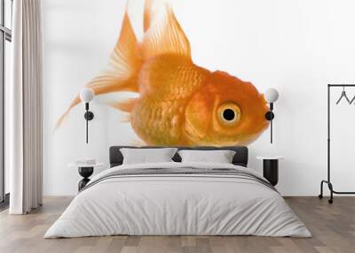 Goldfish in front of a white background Wall mural