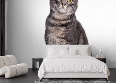 Grey tabby cat sitting and looking at the camera, isolated on white Wall mural