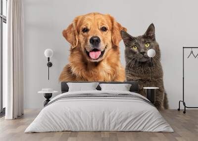 Happy panting Golden retriever dog and blue Maine Coon cat looking at camera, Isolated on grey Wall mural