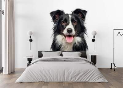 Head shot of a black and white Border Collie, panting and looking at camera Wall mural