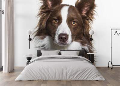 Head shot of a Brown and white Border collie isolated on white Wall mural