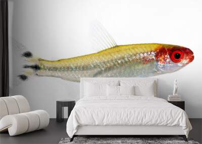 Hemigrammus bleheri fish Wall mural