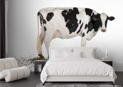 Holstein cow pooping, 5 years old, in front of white background Wall mural