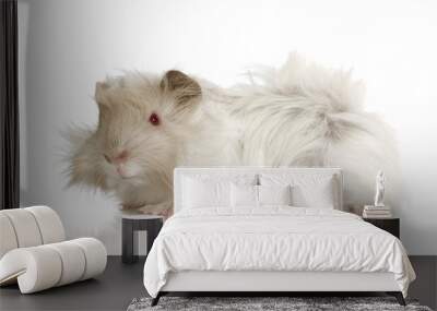 Lilac peruvian guinea pig against a white background Wall mural