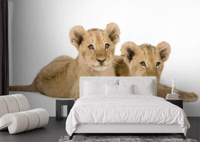 lion cub (4 months) in front of a white background Wall mural