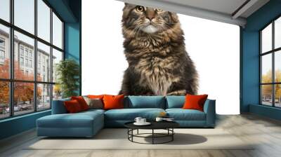 Maine Coon cat, 6 months old, sitting Wall mural