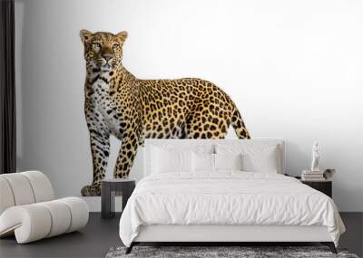 Portrait of leopard standing a looking away proudly, Panthera pardus, against white background Wall mural