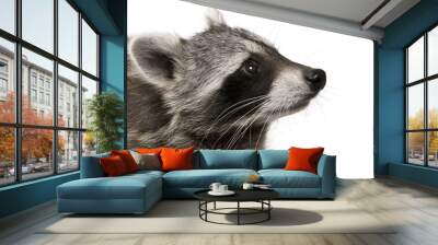 Raccoon in front of white background Wall mural