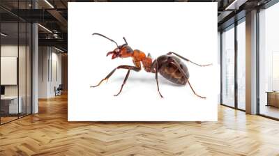 Red wood ant - Formica rufa or southern wood ant, isolated on white Wall mural