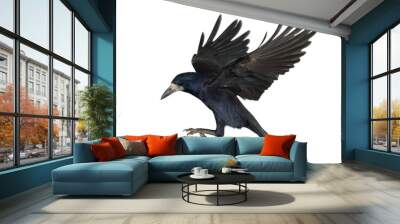 Rook, Corvus frugilegus, 3 years old, flying Wall mural