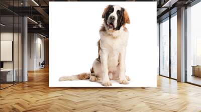 Saint bernard dog sitting and looking up isolated on white background Wall mural