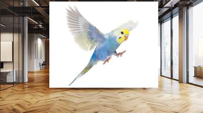 Side view of Budgerigar bird flying,  blue rainbow colloration,isolated on white Wall mural