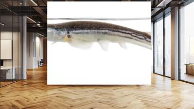 Side view of Four-eyed fish surfacing, isolated on white Wall mural