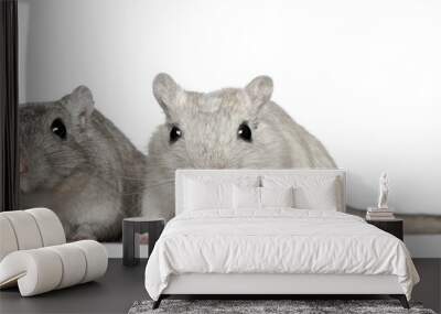 two gerbils, 2 years old, in front of white background Wall mural