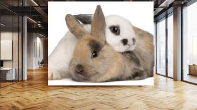 two rabbits in front of white background Wall mural