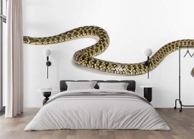 Viperine water snake crawling away, Natrix maura, nonvenomous and Semiaquatic snake, Isolated on white Wall mural