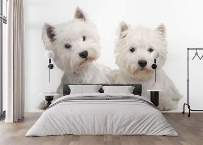 west highland white terrier Wall mural