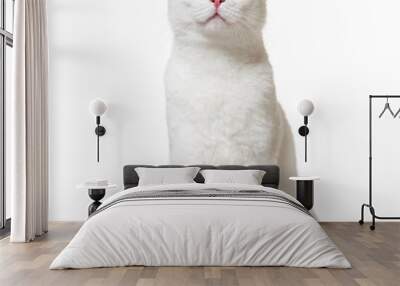 White mixed-breed cat (2 years old), isolated on white Wall mural