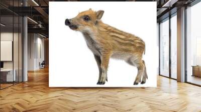 Wild boar, Sus scrofa, 2 months old, standing and looking away, isolated on white Wall mural