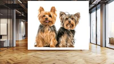 Yorkshire Terrier, 2 years old, sitting in front of white backgr Wall mural